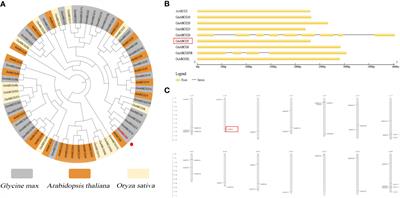 GmABCG5, an ATP-binding cassette G transporter gene, is involved in the iron deficiency response in soybean